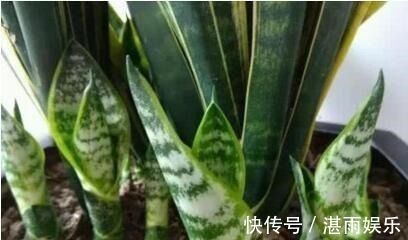 酵素|3种水直接浇花，是毒水，浇下去花卉黄叶、烂根都来了