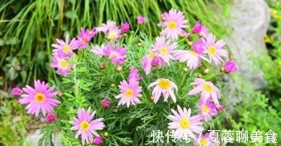 生长期|别再养那些“烂大街”的盆栽啦选这3种“花”,好养易开花