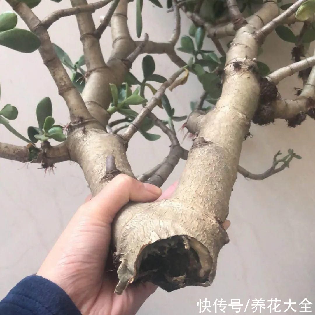 10种花要控水,天热反而不能浇,一浇水就死