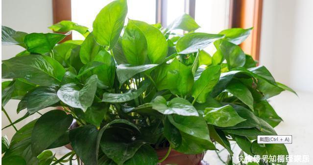 绿萝的叶子被养小了快给它喂点便宜药片,长到不想停