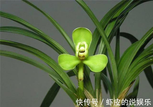 兰花口味比较重，爱喝这种水，花朵多姿又灿烂，很好看