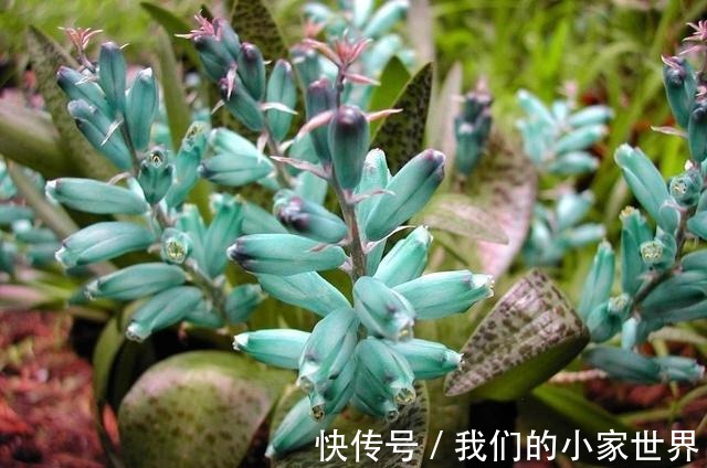 很小众的绿松石立金花，花朵如一串串绿色宝石，好养好看又不贵！