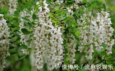 野菜|入秋后,要常吃的野菜,清热解毒,凉血止血,快告诉亲人!