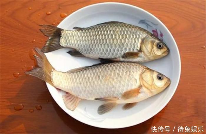 日本“假鲫鱼”入侵我国,比真鲫鱼还受欢迎,钓友一次钓一桶