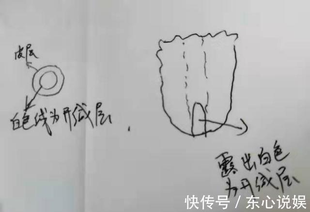 蟹爪兰养不好，用此“神木”一嫁接，快速爆满芽，开成“花树”