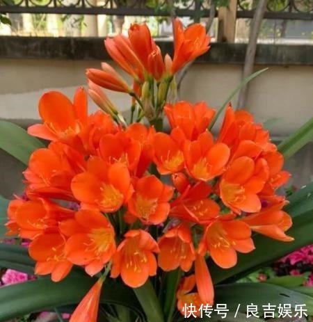 想要君子兰快速开花?教你3招,学会了叶片油亮,绽放层叠群花