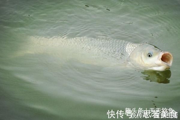 中鱼|钓不到大鱼，未必是鱼少，可能方法不对试试这几招，一钓一个准