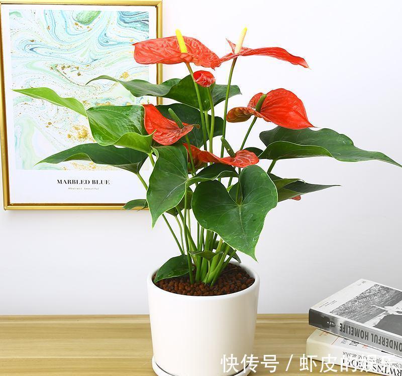 7种“勤快花”,就是“花机器”,365天开不败,从来不嫌累