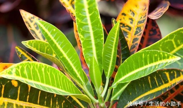 新房内养这几种花卉,甲醛快速“消灭”,空气香又甜,好养又漂亮!