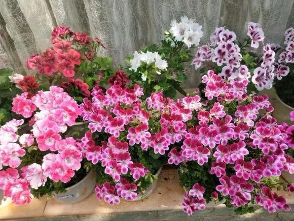 养花|养花8个坏习惯要“戒掉”,人人犯过,至少2个!