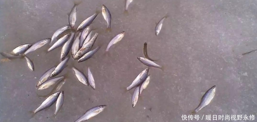 夏季|夏季作钓,小鱼中“抢”大鱼只需这四招,一般人我不说