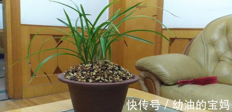 退休老夫妻传授经验:冬天暖房养兰花,抓住这3点很关键