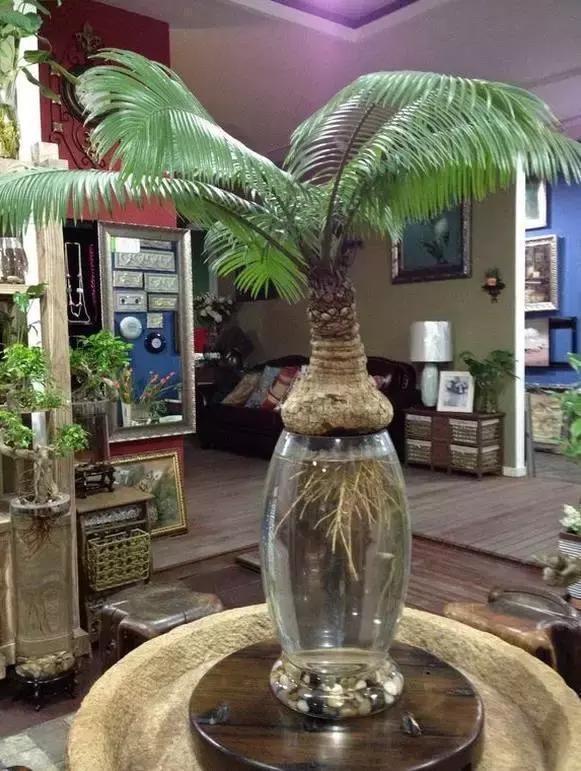 4种花别再种土里了,丢水里更好养,还更漂亮!