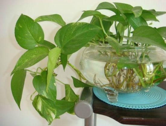 水培绿萝,叶子又厚又绿,根白的喜人,因为水里加了它