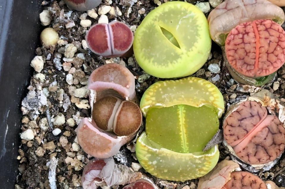 养蜕皮中的石生花,做好这4件事,才是名副其实的“富贵玉”