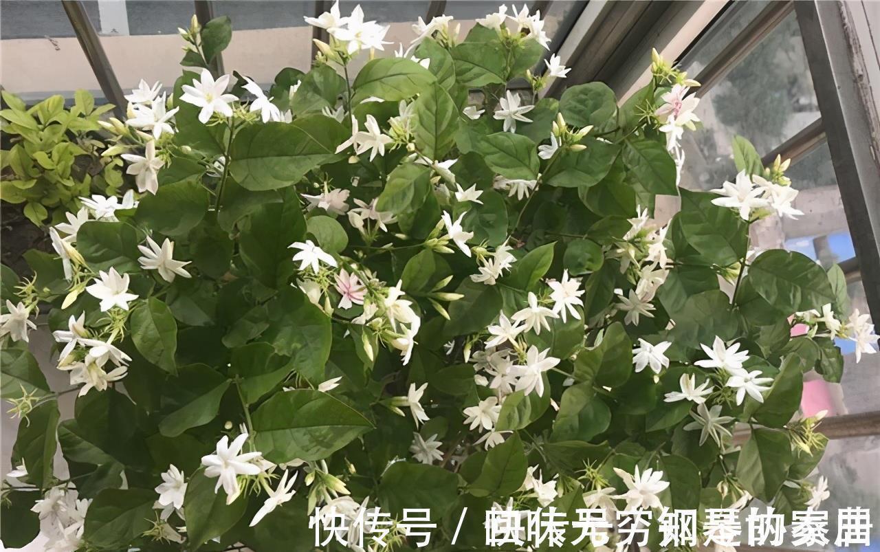 盆栽|“漂亮花”,养人又养心,好看又好吃,是老中医的最爱