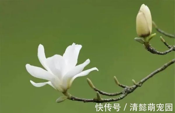 排毒|蒲公英,被称为“药草皇后”,请记住“6功效、7搭配、8禁忌”