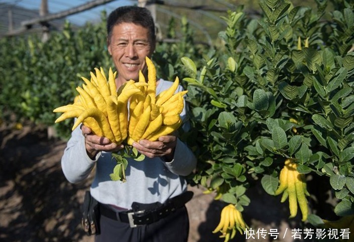 佛手降压利尿、理气和中、疏肝止咳，遇到请珍惜，女性要多吃