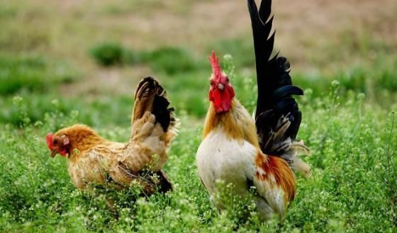 中国小伙养个鸡,却阴差阳错把沙漠变绿洲