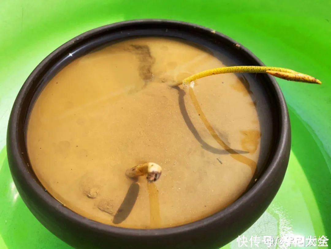 酸蓝碱红|天热别的花可以不养，唯独这5种，不养就亏大了