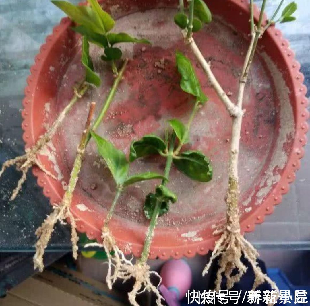 种花|5种花，夏天不影响扦插，生根快、易成活，现在就应多繁殖