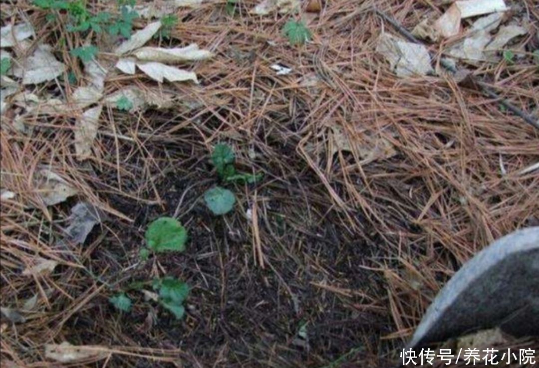 土壤|养花用松针土,3件细节要做好,否则对花卉生长不利