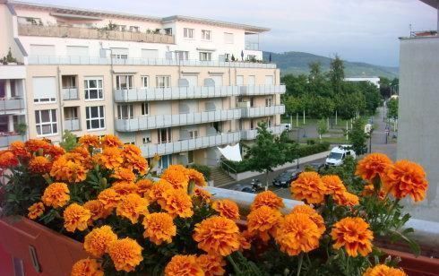 花盆|花盆里埋点它,土壤疏松透气,不黄叶不烂根,养啥花都旺