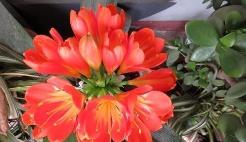 挺拔|君子兰总黄叶教你这样养,叶子挺拔如折扇,又肥又绿