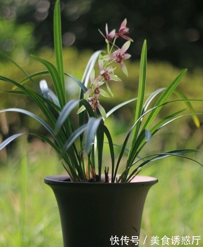 适合新手养的兰花:种植技巧,学会这几步,大获丰收不是梦