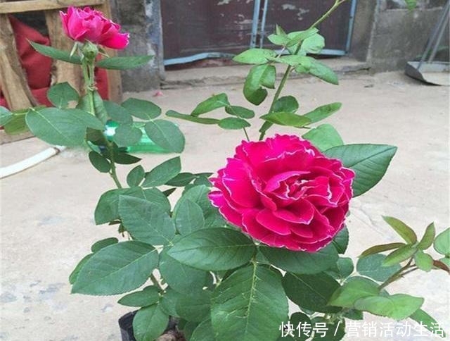 此是“世界名花”，好养如绿萝，清香如兰花，庭院阳台都能养！