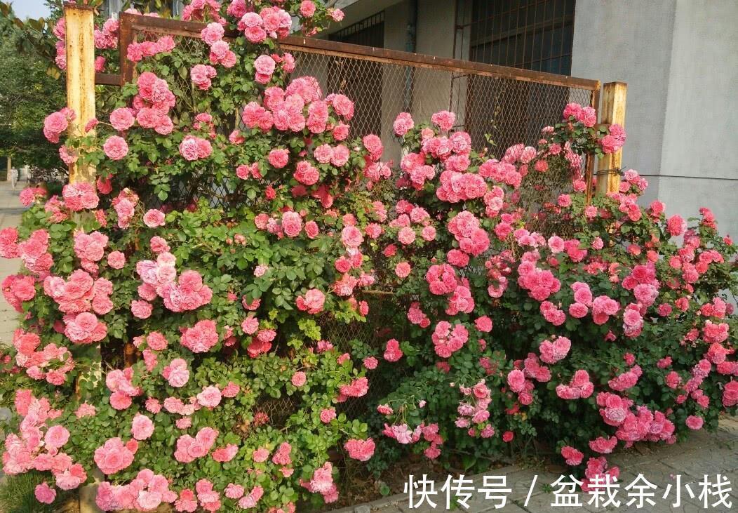 盆栽|养藤本月季,观花赏叶,室外地栽、室内盆栽该注意哪些地方?