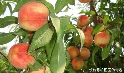 名字中带“子”的水果,拿出5包辣条,猜你只想到了桃子