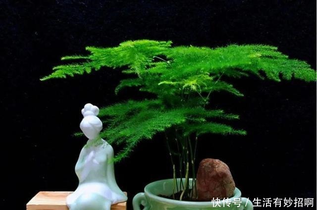 10种花,春天不能晒,躲屋里最安全!10种花,春天不能晒,躲屋里最安全!