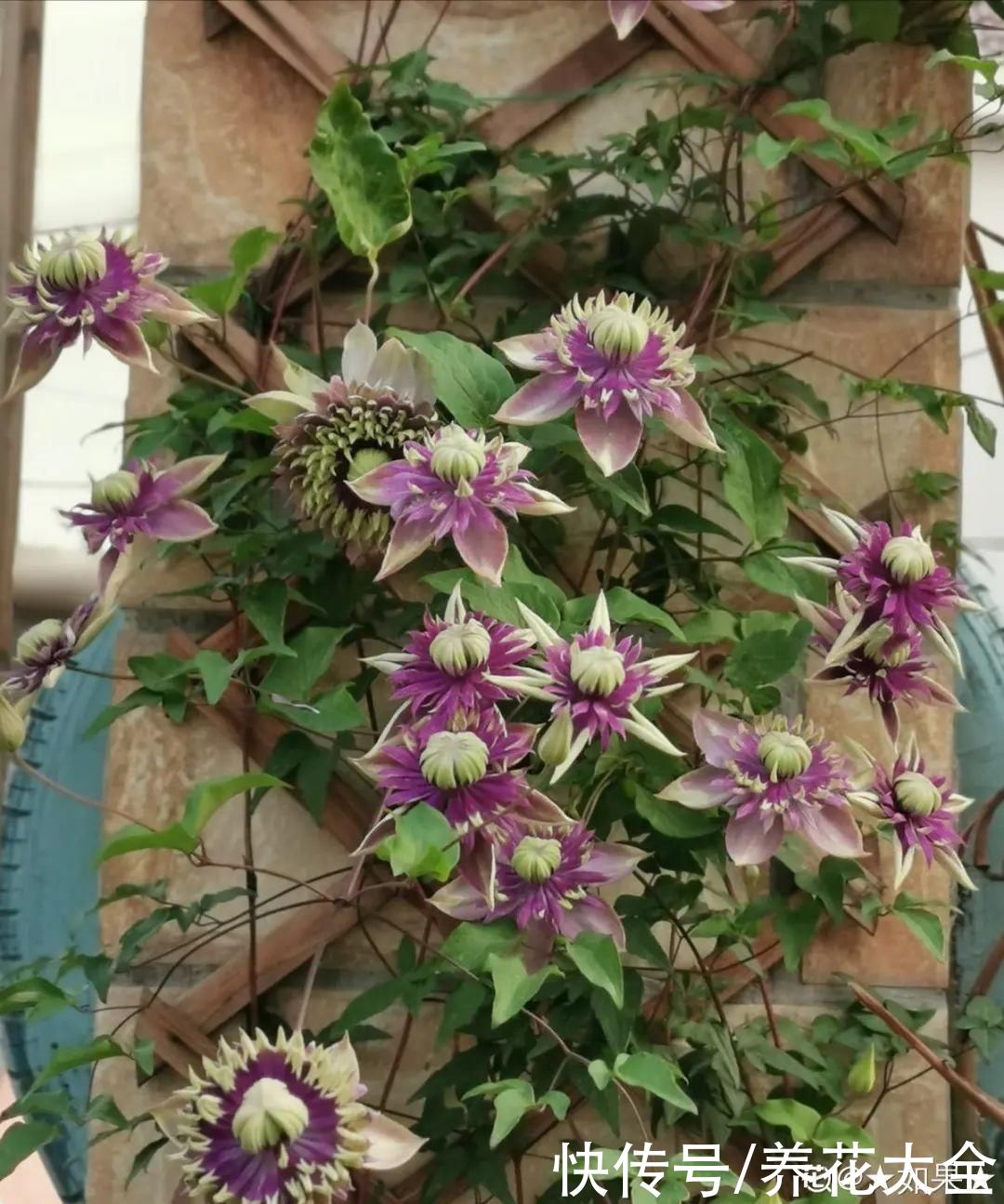 5月必养的铁线莲，耐热、好养、花期长，爬满一墙花