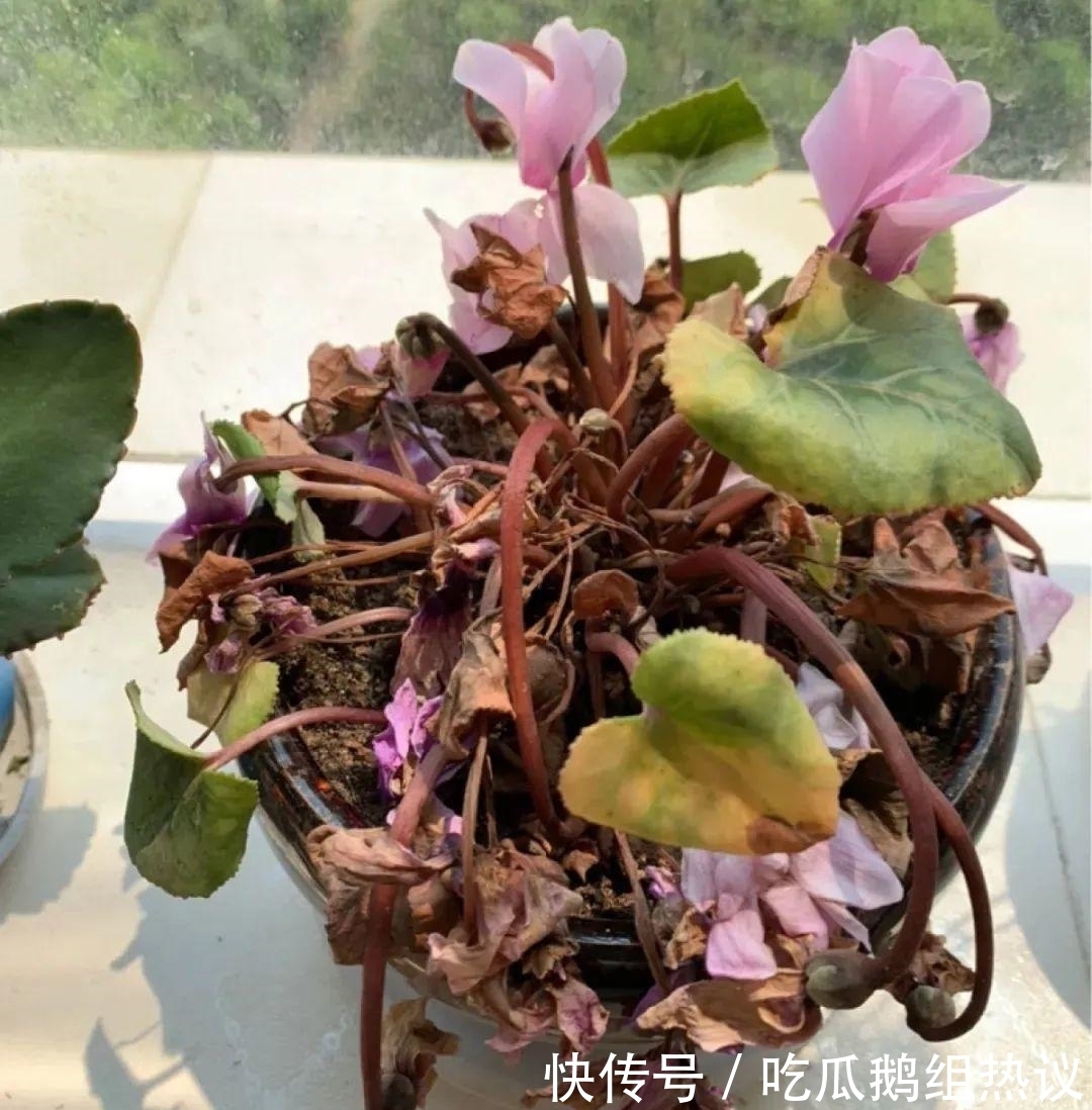 种花|9种花,夏天休眠了,一定少浇水,否则越浇越死