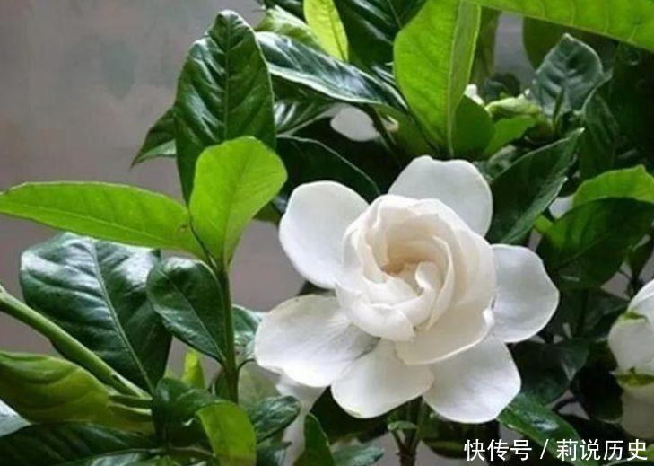 适合家养的几种花,沾土就活,轻松变成小花园