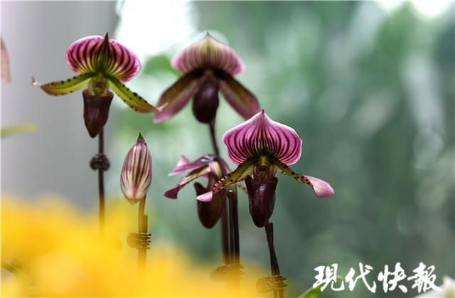 树兰、巨兰、兜兰……你见过这些神奇的兰花吗？