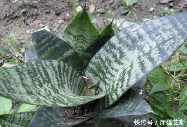 养护|家里有“甲醛”,别忘了养“2种花”,放1盆,甲醛浓度“降低”