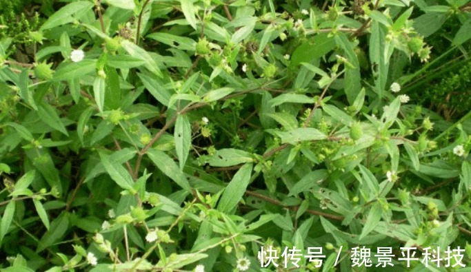野草|此野草看似不起眼，却有生发之奇效，脱发人来了解一下吧！