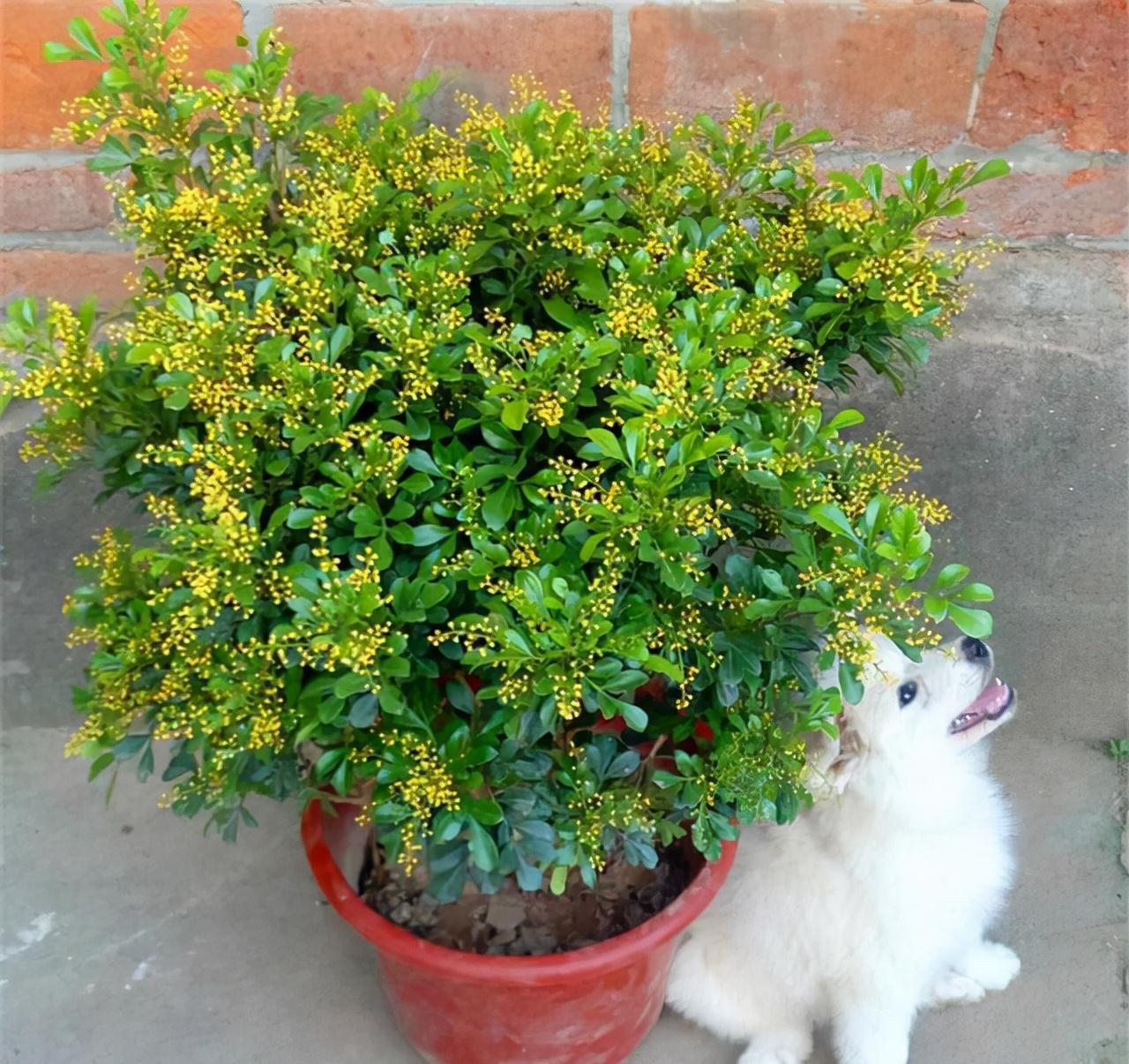 阳台上|此种花叫做小米粒，适合养在室内，花香极浓，开花期满屋飘香