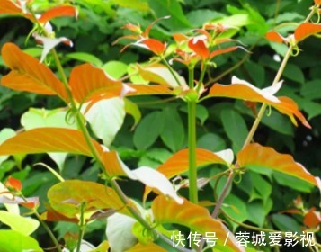 长得很像老鹰的爪子一样,花朵似一个绣球,特别吸引人