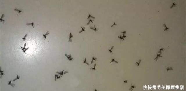 花盆|花盆里有小飞虫,不用喷药,简单1个方法,干净清爽,花草旺!