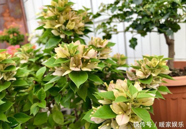 花苞|养三角梅,满足它3个“要求”,不管啥品种,都能开满花