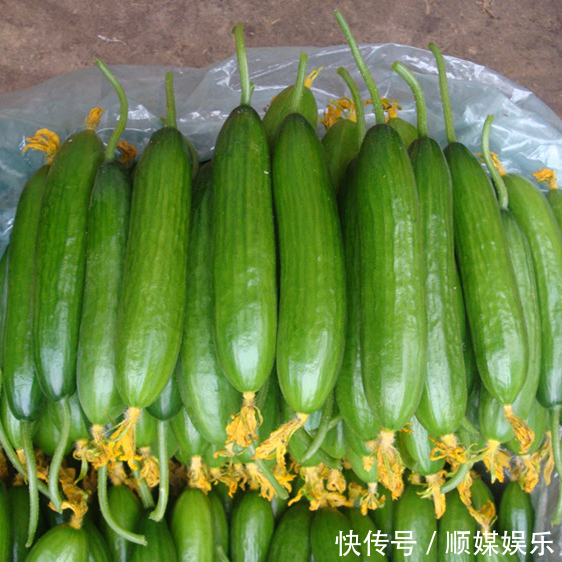 闲置的阳台别摆花了,种上此几种蔬菜种子,健康无公害吃着放心