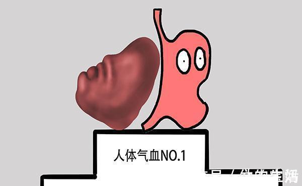 脾脏|为什么中医说“脾虚人就废一半”?脾脏不好的人,如何调理?