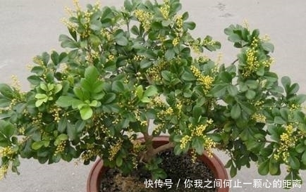 香气|这几种自带香气的花，家里种上一盆，就能让家里花香扑鼻