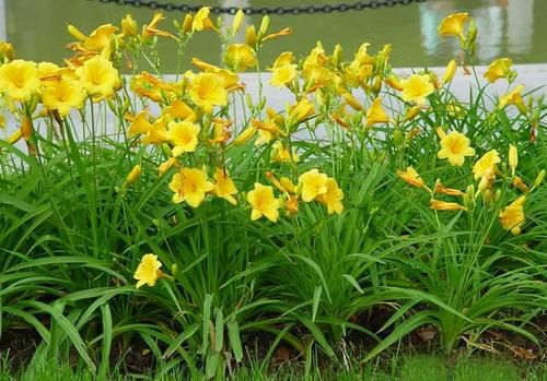 排毒抗衰|女性不想老，记得常吃的好食物，排毒抗衰，润肠通便，身体更好了