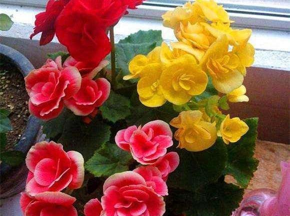 比月季还好看，比茉莉花期长，养盆丽格海棠，一年开花300天