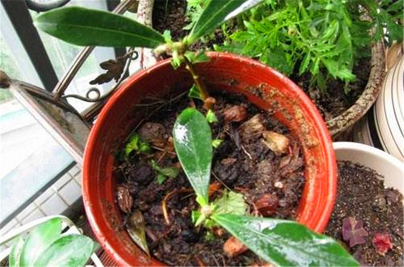 客厅多养“这3棵”树，一年分出50盆，盆盆都开花，邻居抢着要