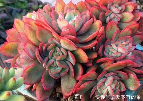 多肉|养多肉绮罗,做好几件事,完美逆袭,成为冬天的颜值担当!